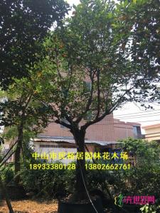 大树菠萝