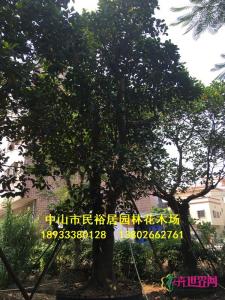 大树菠萝